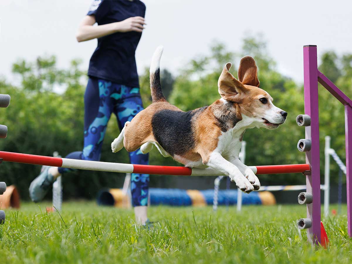 Hund springt über Hindernisse